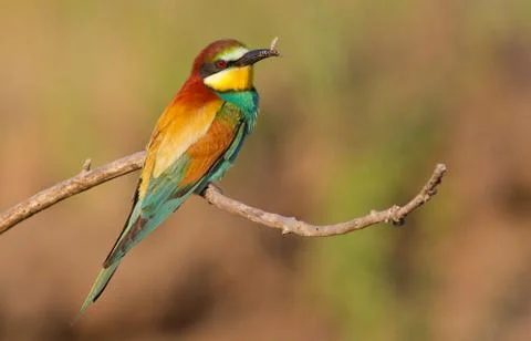 Bee-eater, Merops apiaster. The most colorful bird of Eurasia. Bird caught pr Stock-Fotos