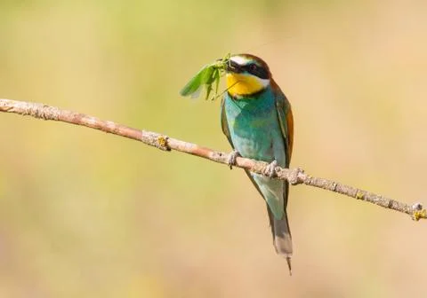 Bee-eater, Merops apiaster. The most colorful bird of Eurasia. Bird caught pr Stock Photos