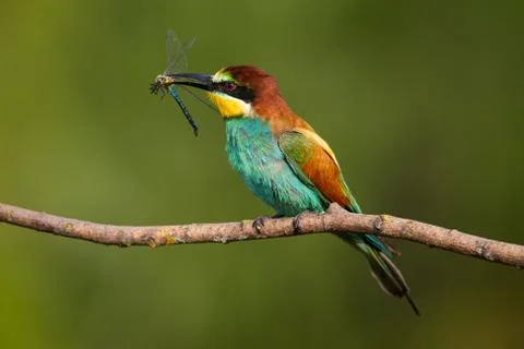 Bee-eater, Merops apiaster. The most colorful bird of Eurasia. A bird caught  Stock Photos