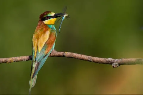 Bee-eater, Merops apiaster. The most colorful bird of Eurasia. A bird caught  Stock Photos