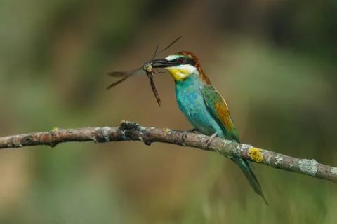 Bee-eater, Merops apiaster. The most colorful bird of Eurasia. A bird caught a Foto stock