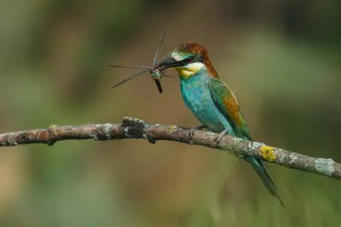 Bee-eater, Merops apiaster. The most colorful bird of Eurasia. A bird caught a Foto stock