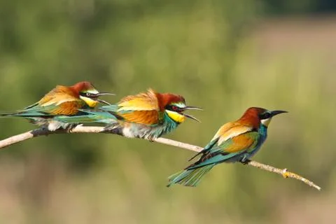 Bee-eater, Merops apiaster. One of the most colorful birds. Stock Photos