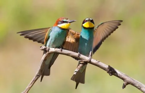 Bee-eater, Merops apiaster. One of the most colorful birds. Stock Photos