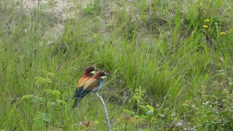 Bee-eater (Merops apiaster) A pair of Bee-eaters look round Stock Footage 294564140