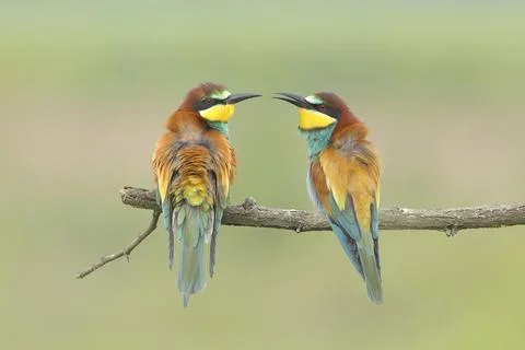 Bee eater Merops apiaster pair sitting on a branch Lake Neusiedl National Park Fotos Stock