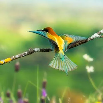 Bee-eater Merops apiaster Stock Photos