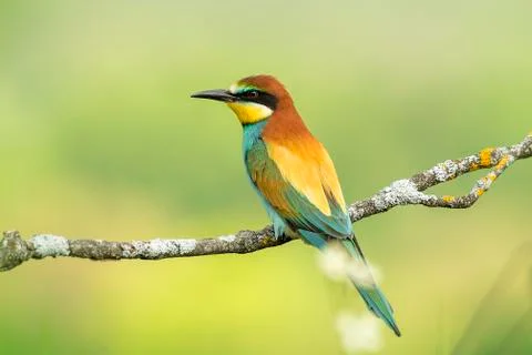 Bee-eater Merops apiaster Stock Photos