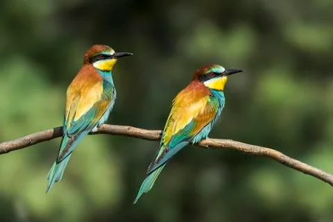 Bee-eater Merops apiaster Stock Photos