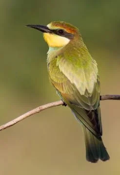 Bee-eater Merops apiaster Stock Photos