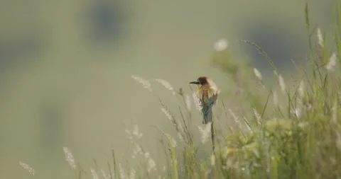 Bee-Eater - Merops Apiaster, Slow Motion Stock Footage 240824282