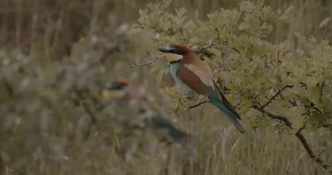 Bee-Eater - Merops Apiaster, Slow Motion Image Stock Footage 240826132
