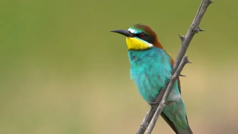 Bee-eater (Merops apiaster) on a twig Stock Footage 138483448