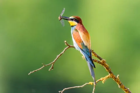 Bee-eater in natural Oasis Stock Photos