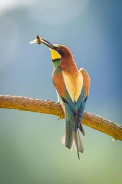 Bee-eater in natural Oasis Stock Photos