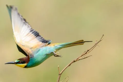 Bee-eater in natural Oasis 库存照片