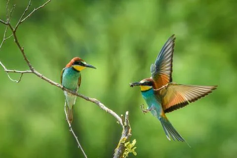 Bee-eater in natural Oasis Stock Photos