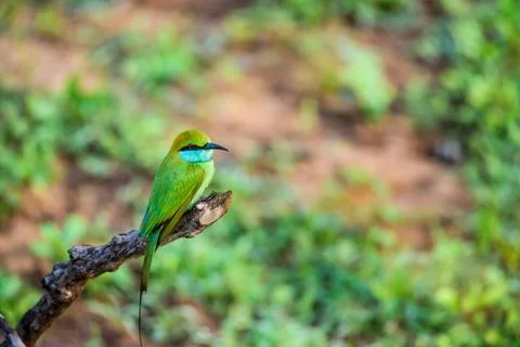 Bee-eater or Merops orientalis sits on branch Stock Photos