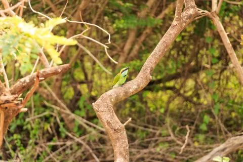 Bee-eater or Merops orientalis sits on branch Foto stock