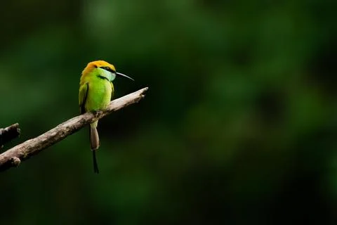 Bee Eater perched on a branch Stock Photos