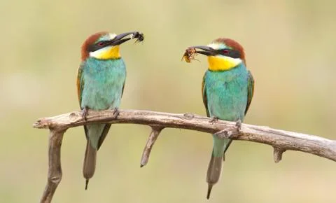 Bee-eater perched on a branch with prey Foto stock