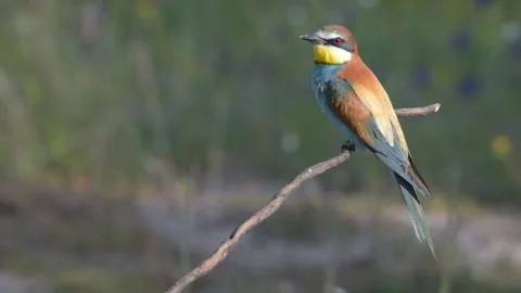 Bee-eater perched on a branch spring Stock Footage 147902314