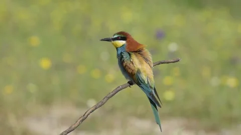 Bee-eater perched on a branch spring Stock Footage 147902531