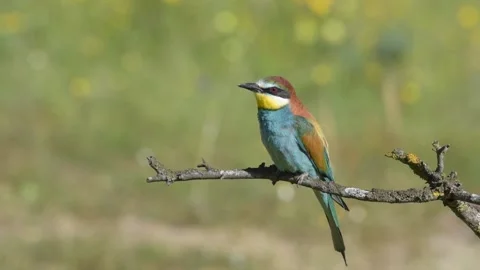 Bee-eater perched on a branch spring Stock Footage 147902717