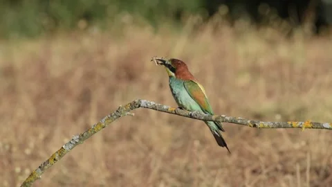Bee-eater perched on a branch spring Stock Footage 147902958