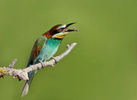 Bee-eater perching on a branch with a bee in the beak Stock Photos
