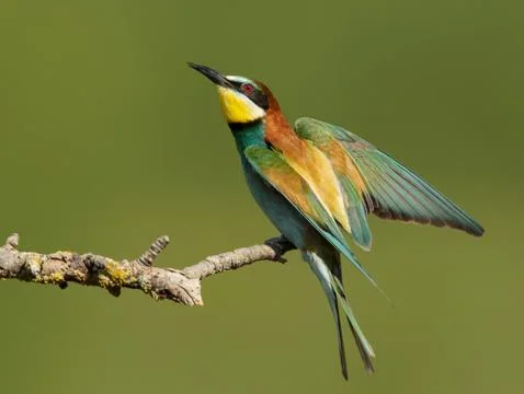 Bee-eater perching on a branch with spread wings Stock Photos
