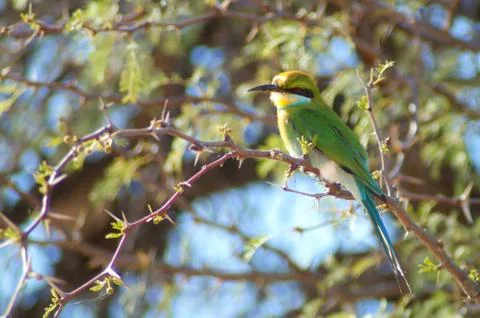 Bee eater Stock Photos