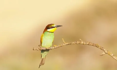 Bee-eater Stock-Fotos