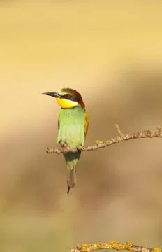Bee-eater Stock-Fotos