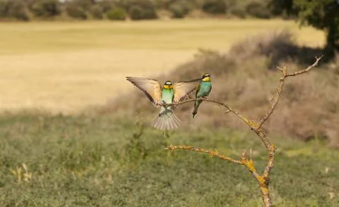 Bee-eater Foto stock