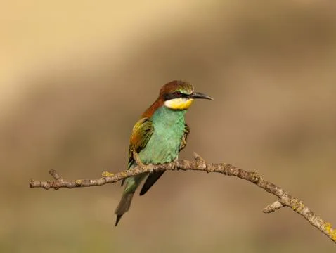 Bee-eater Foto stock