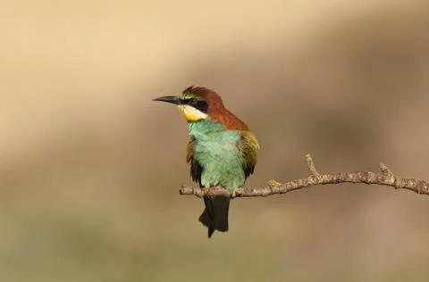 Bee-eater Stock-Fotos