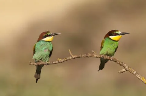 Bee-eater Stock Photos