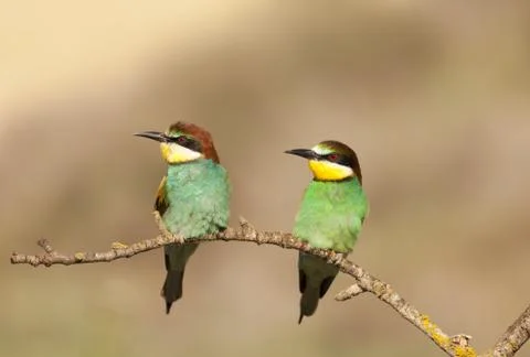 Bee-eater Stock Photos