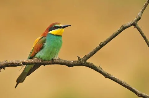 Bee eater Stock Photos