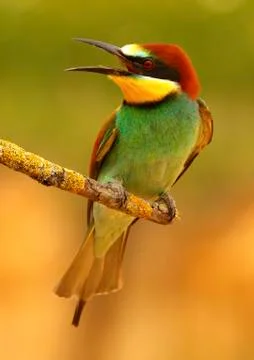Bee-eater 스톡 사진