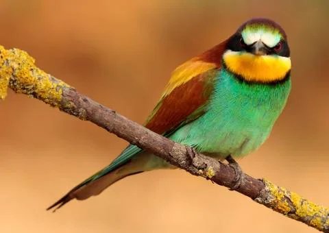 Bee-eater Stock Photos