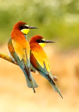 Bee-eater Stock Photos