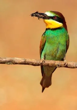 Bee-eater Stock Photos