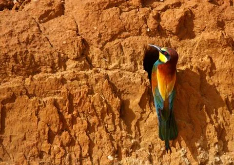 Bee-eater Stock Photos
