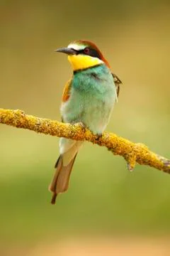 Bee-eater Stock Photos