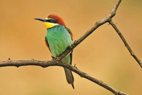 Bee eater Foto stock