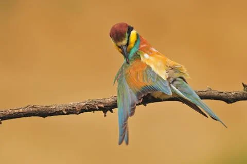 Bee eater Foto stock