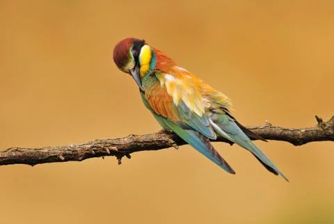 Bee eater Stock Photos