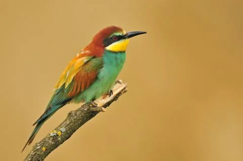 Bee eater Stock Photos